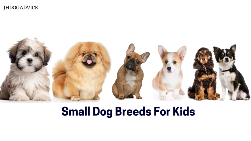 Small Dog Breeds For Kids