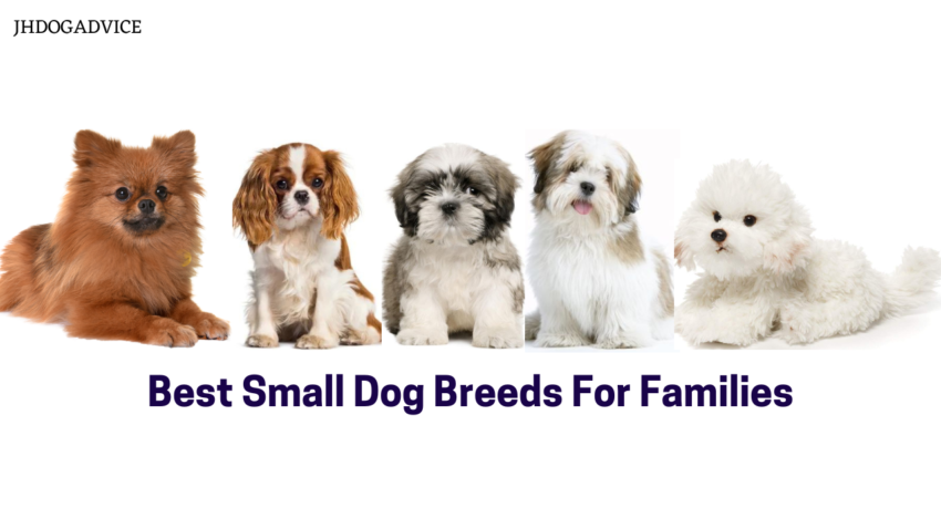 Best Small Dog Breeds For Families