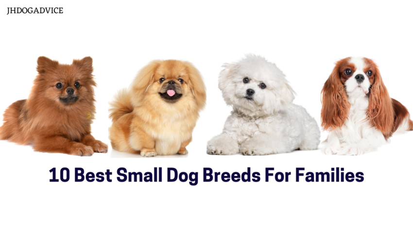 10 Best Small Dog Breeds For Families