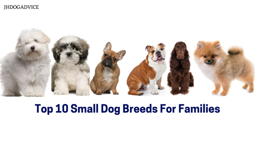Top 10 Small Dog Breeds For Families