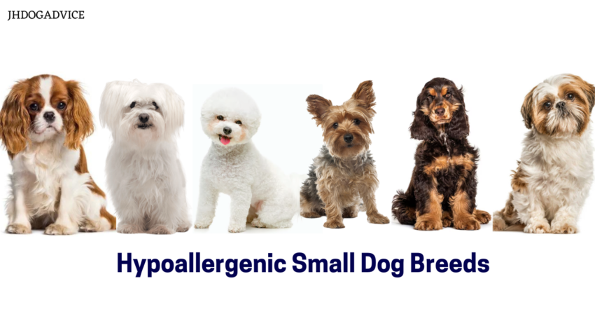 Hypoallergenic Small Dog Breeds