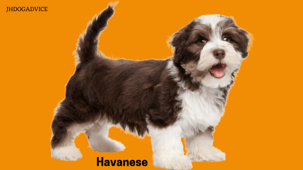 Best Hypoallergenic Small Dog Breeds