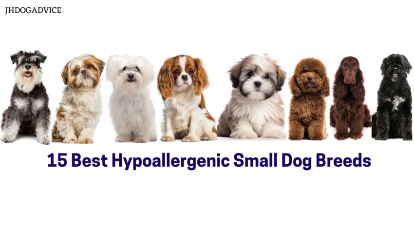 15 Best Hypoallergenic Small Dog Breeds