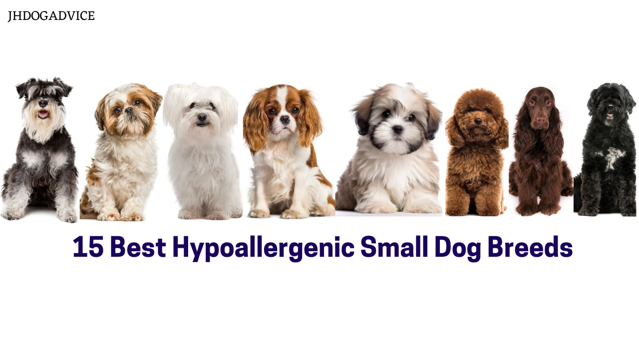 15 Best Hypoallergenic Small Dog Breeds - JH DOG ADVICE