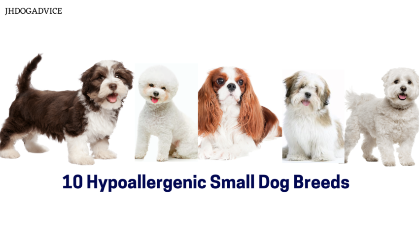 10 Hypoallergenic Small Dog Breeds