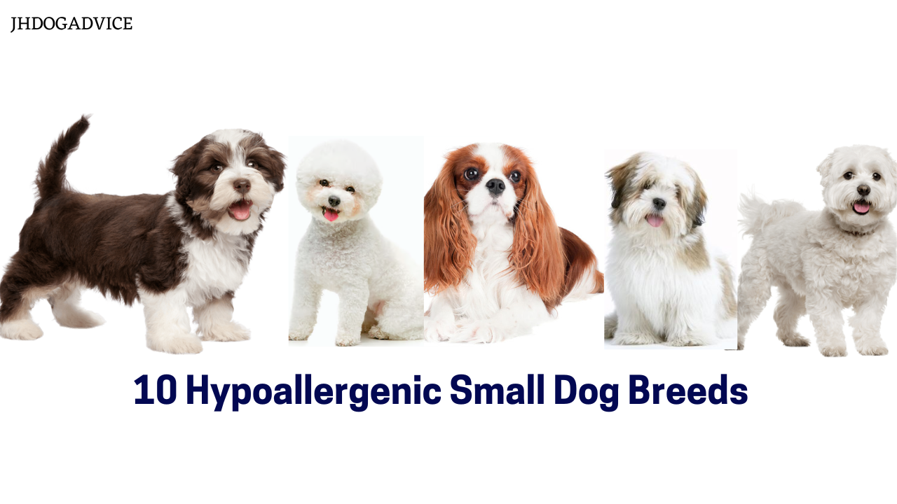 10 Hypoallergenic Small Dog Breeds - JH DOG ADVICE