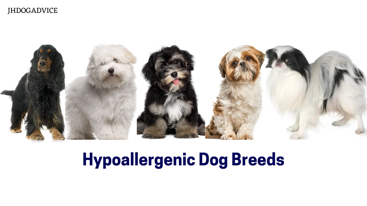 Hypoallergenic Dog Breeds - JH DOG ADVICE