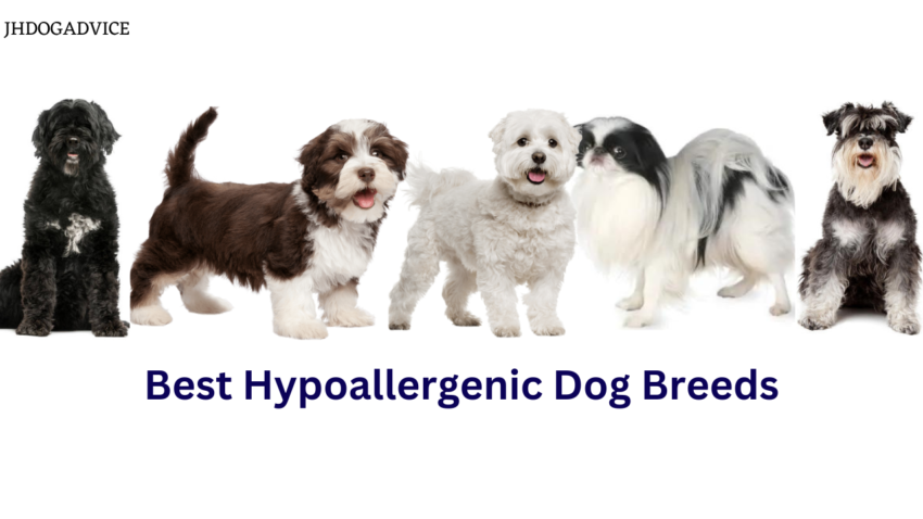Best Hypoallergenic Dog Breeds
