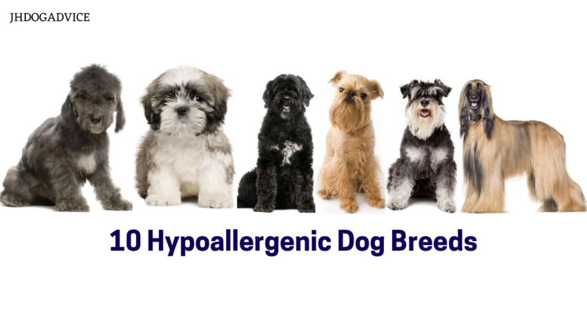 10 Hypoallergenic Dog Breeds