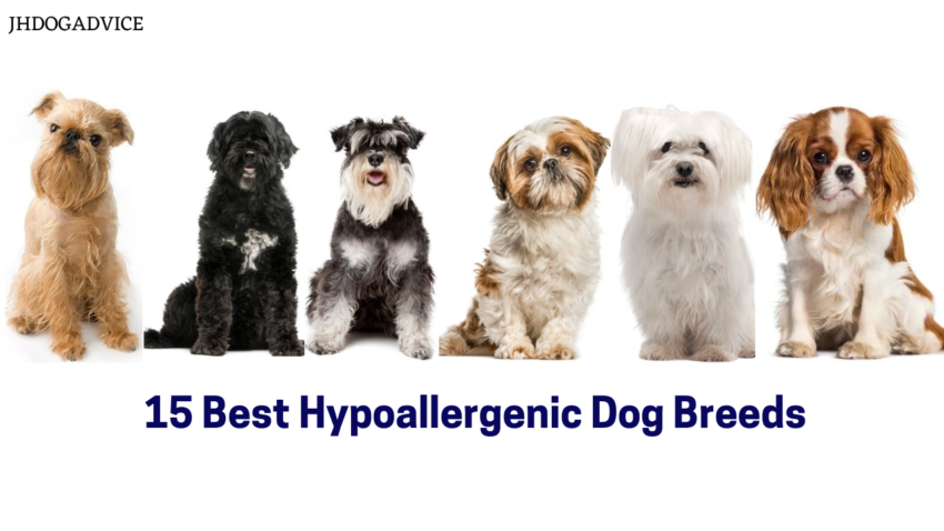 15 Best Hypoallergenic Dog Breeds