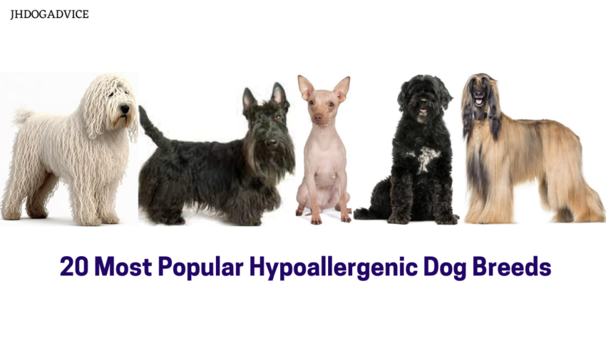 20 Most Popular Hypoallergenic Dog Breeds
