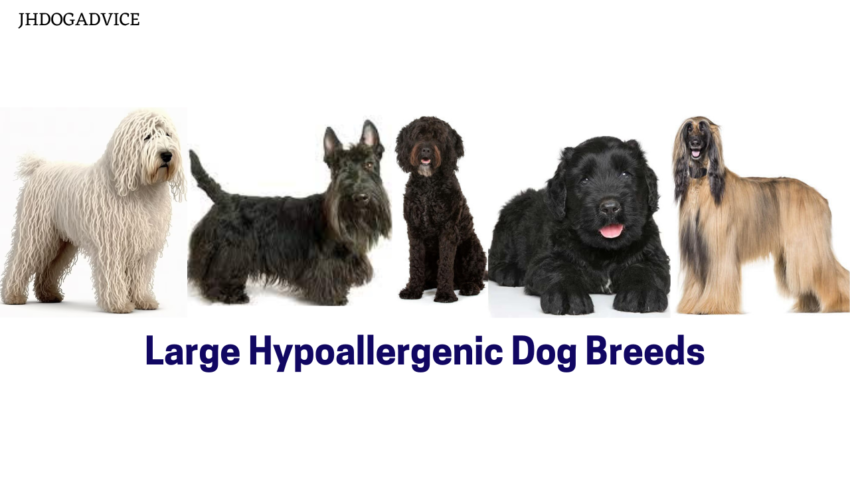 Large Hypoallergenic Dog Breeds