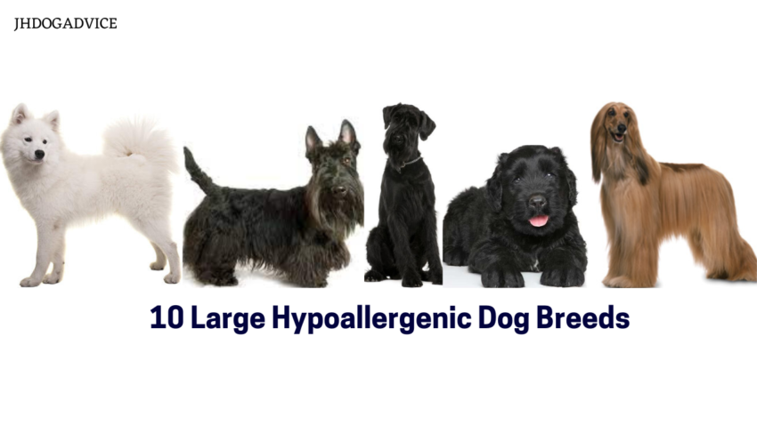 10 Large Hypoallergenic Dog Breeds