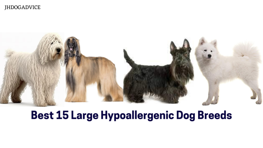 Best 15 Large Hypoallergenic Dog Breeds