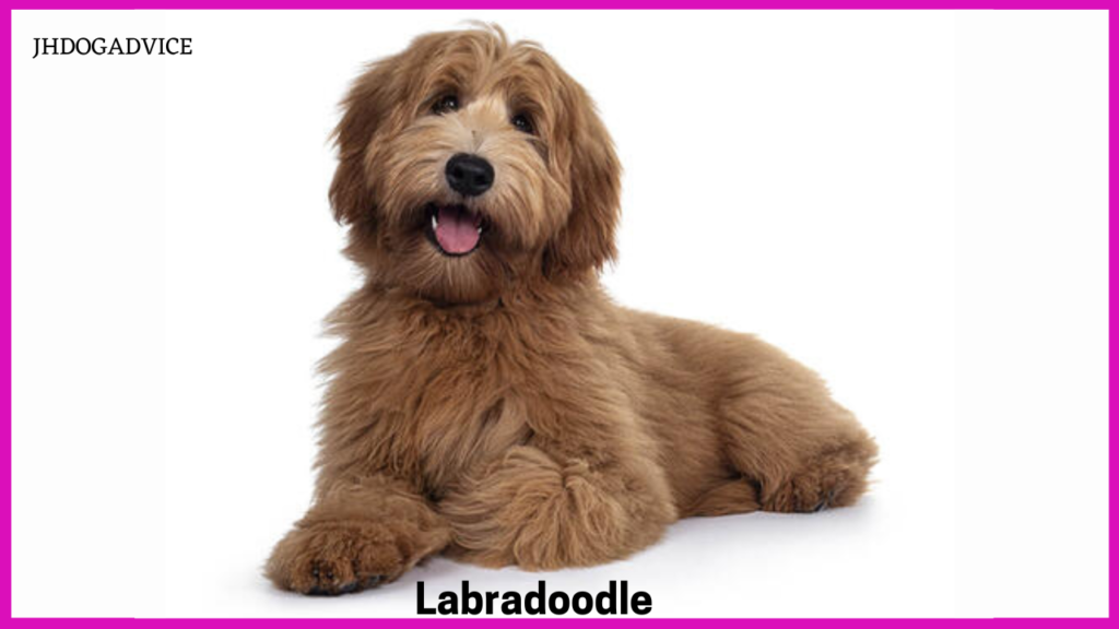 Hypoallergenic Dogs That Don’t Shed