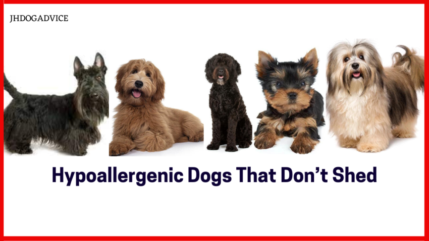 Hypoallergenic Dogs That Don’t Shed