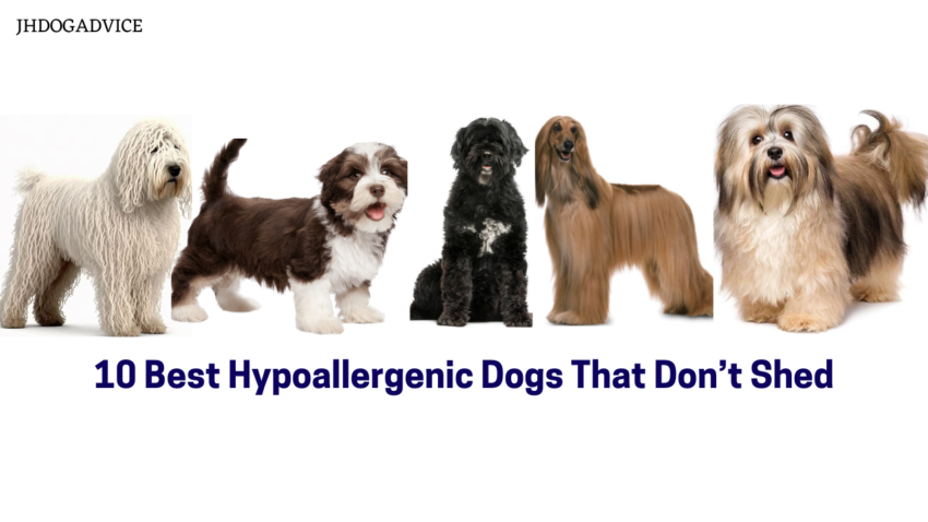 10 Best Hypoallergenic Dogs That Don’t Shed