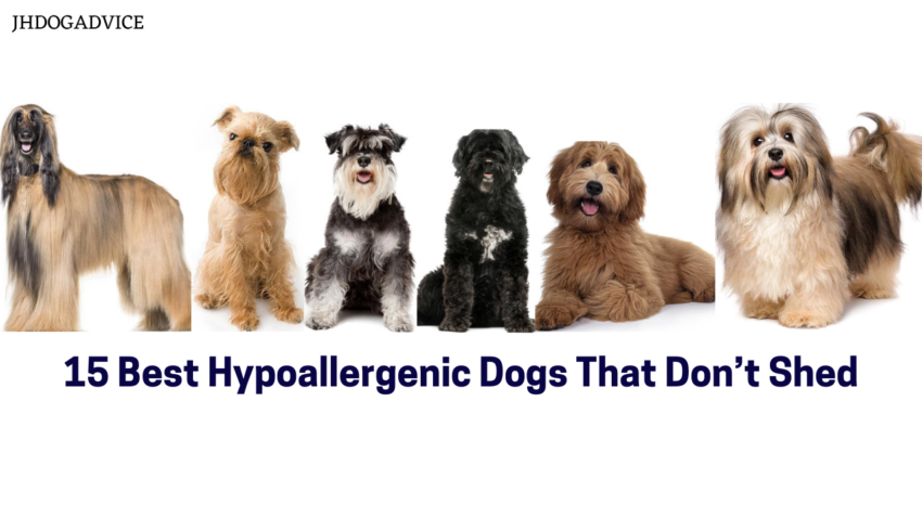 20 Hypoallergenic Dogs That Don't Shed
