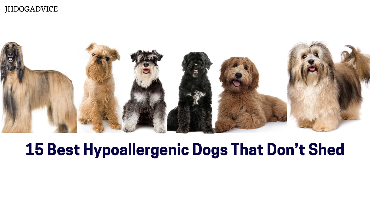 15 Best Hypoallergenic Dogs That Don’t Shed - JH DOG ADVICE