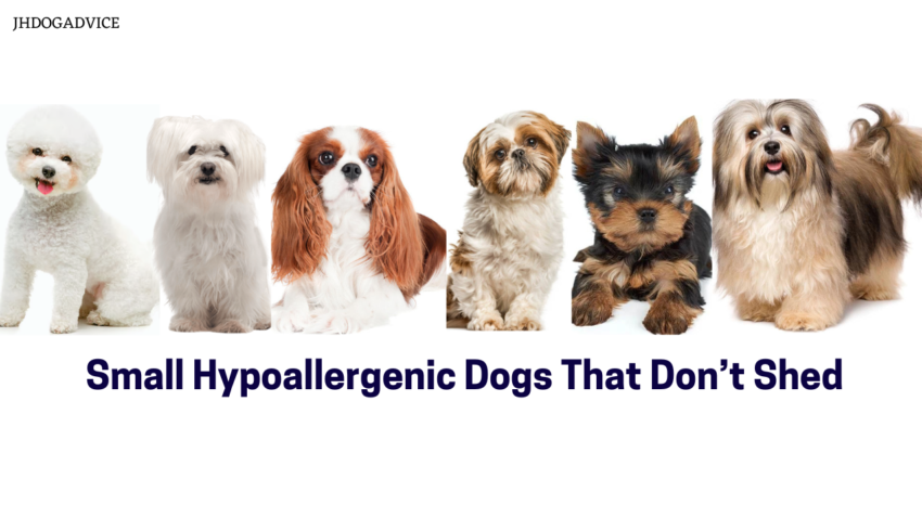 Small Hypoallergenic Dogs That Don’t Shed