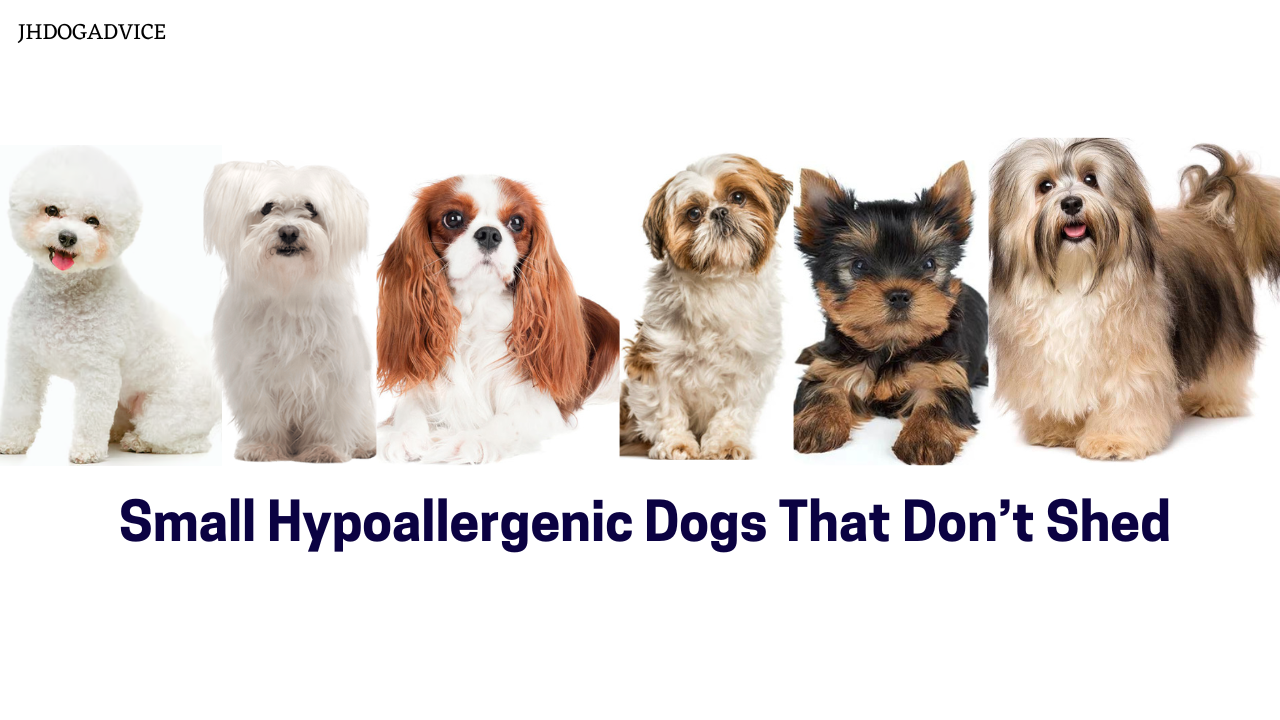 Small Hypoallergenic Dogs That Don’t Shed - JH DOG ADVICE