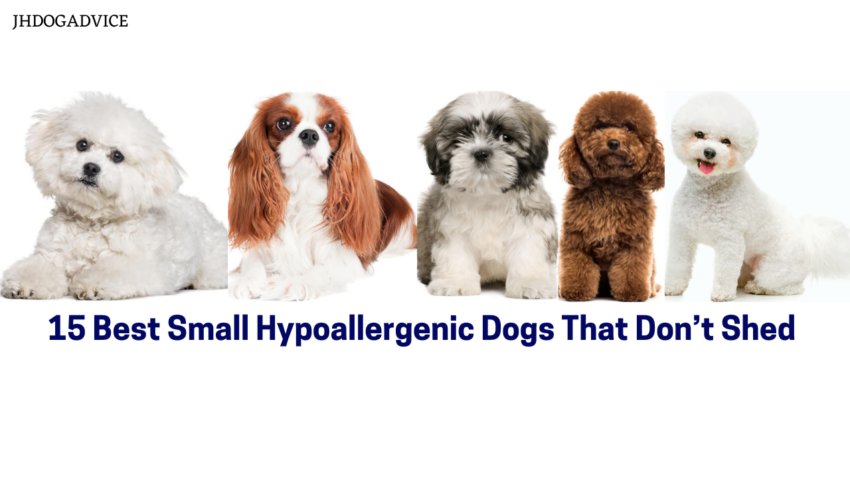 15 Best Small Hypoallergenic Dogs That Don’t Shed