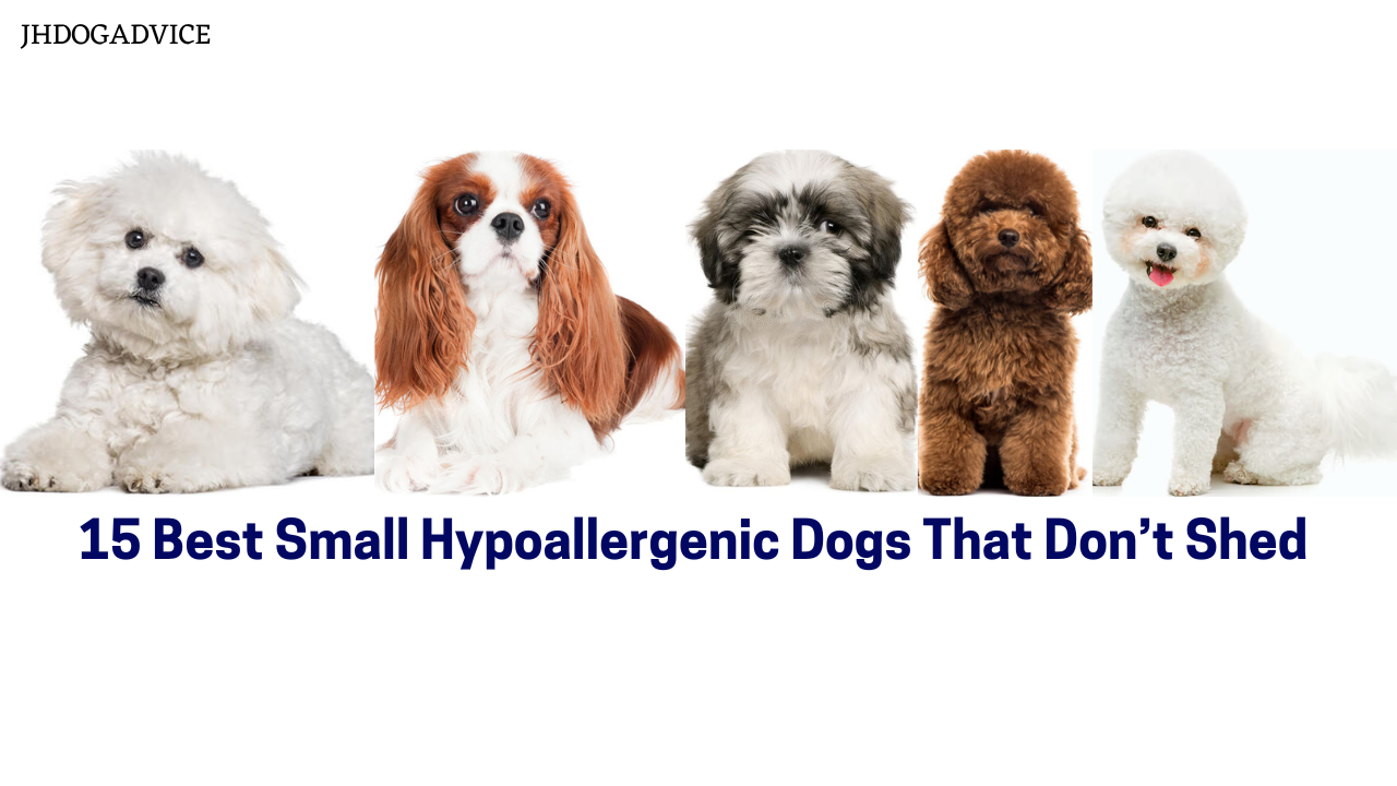 15 Best Small Hypoallergenic Dogs That Don’t Shed - JH DOG ADVICE