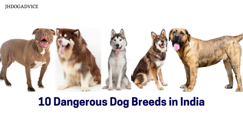 10 Dangerous Dog Breeds in India