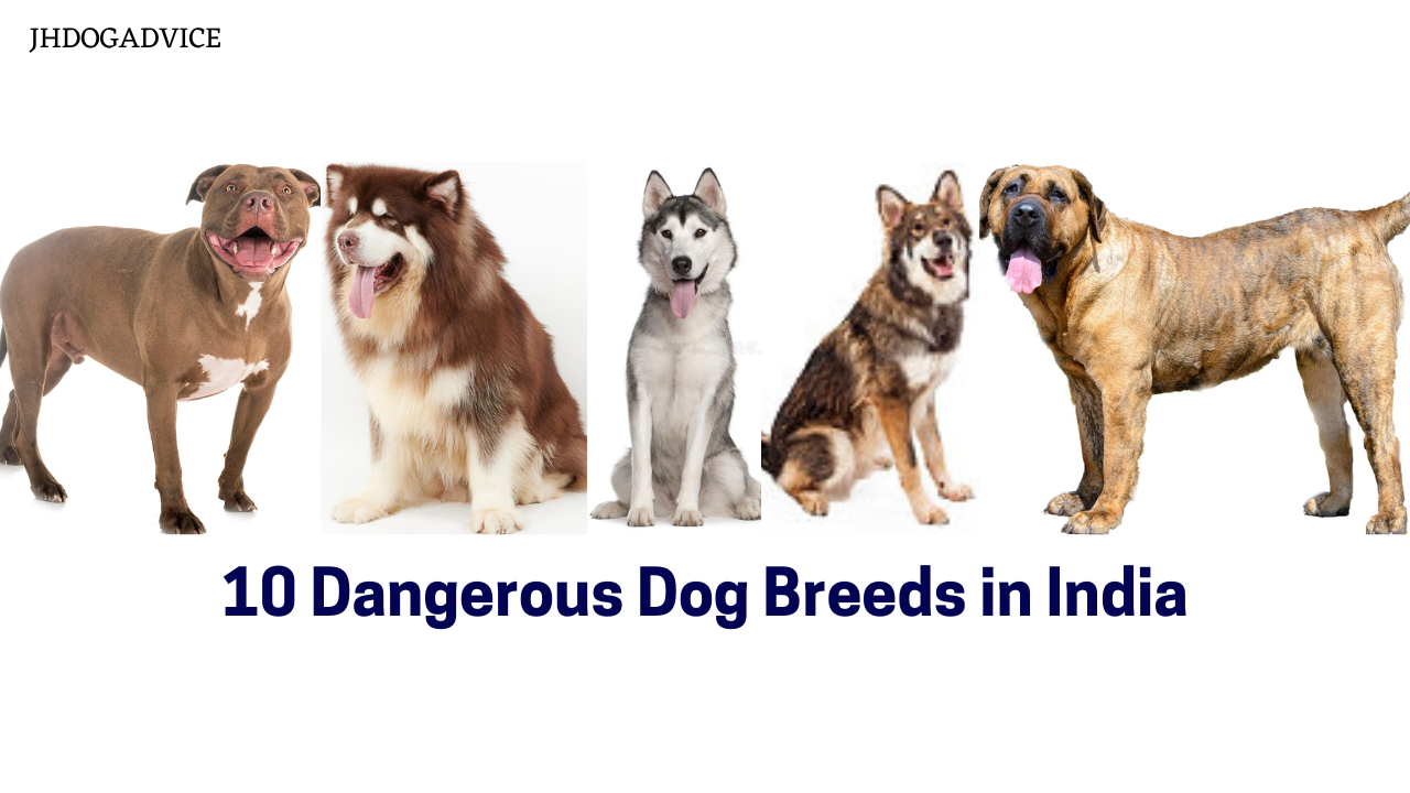 10 Dangerous Dog Breeds In India - Jh Dog Advice