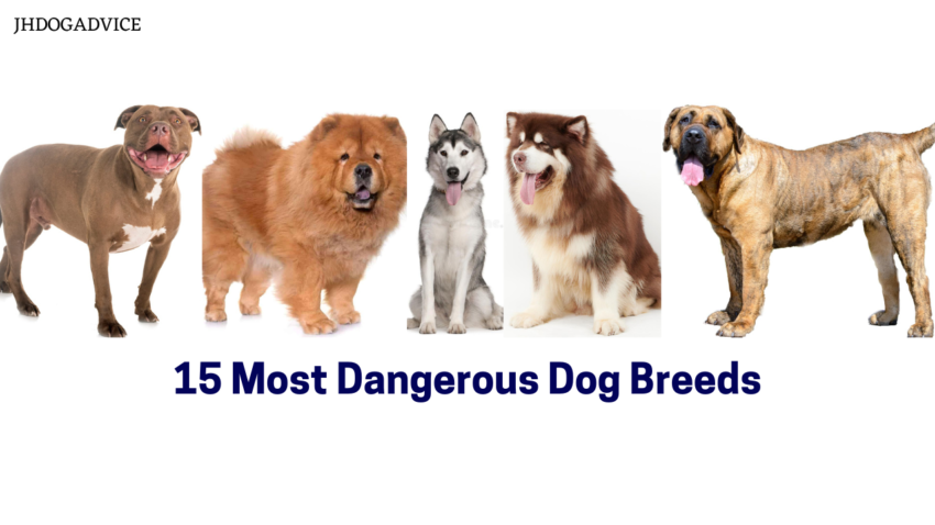 15 Most Dangerous Dog Breeds