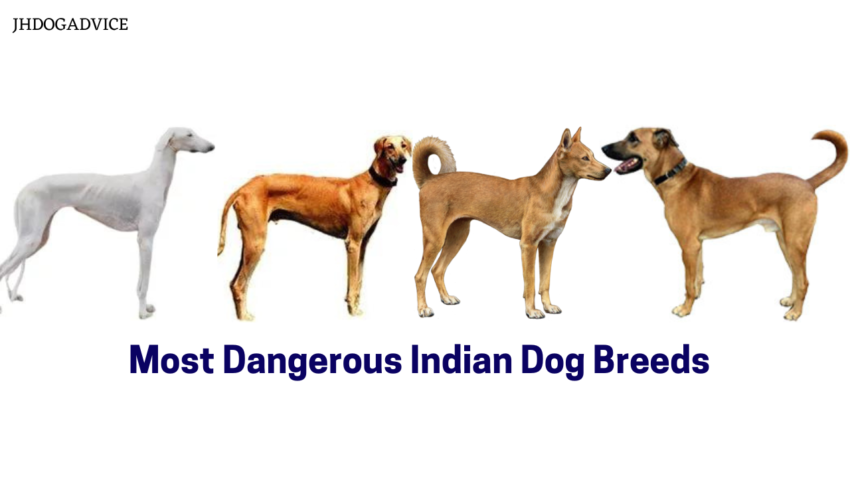 Most Dangerous Indian Dog Breeds