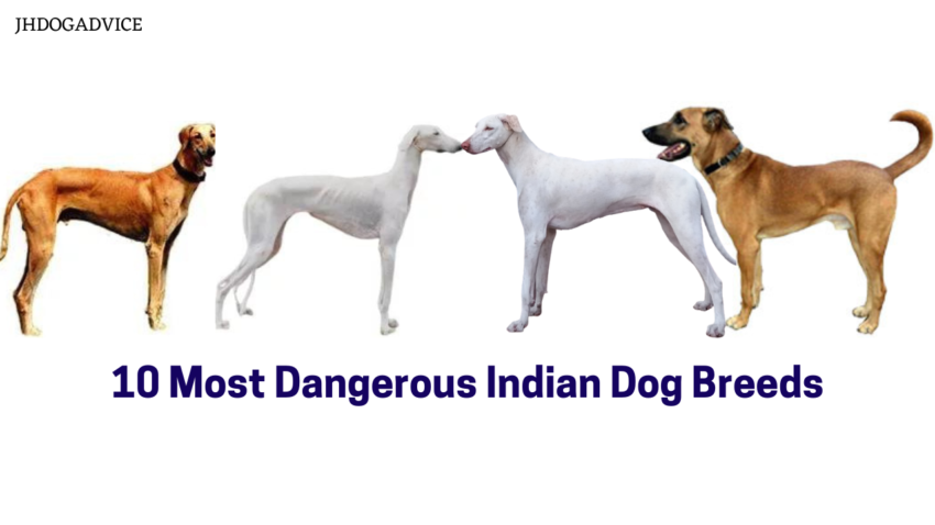 10 Most Dangerous Indian Dog Breeds