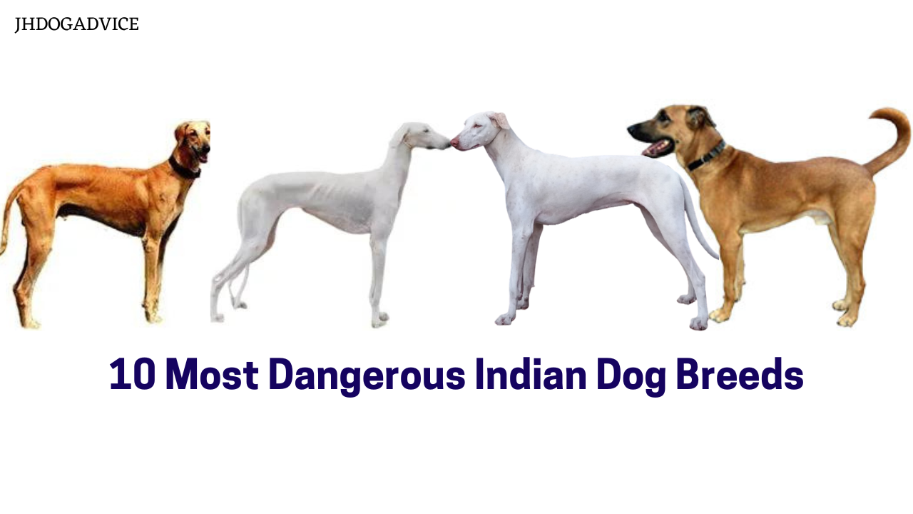 10 Most Dangerous Indian Dog Breeds - JH DOG ADVICE