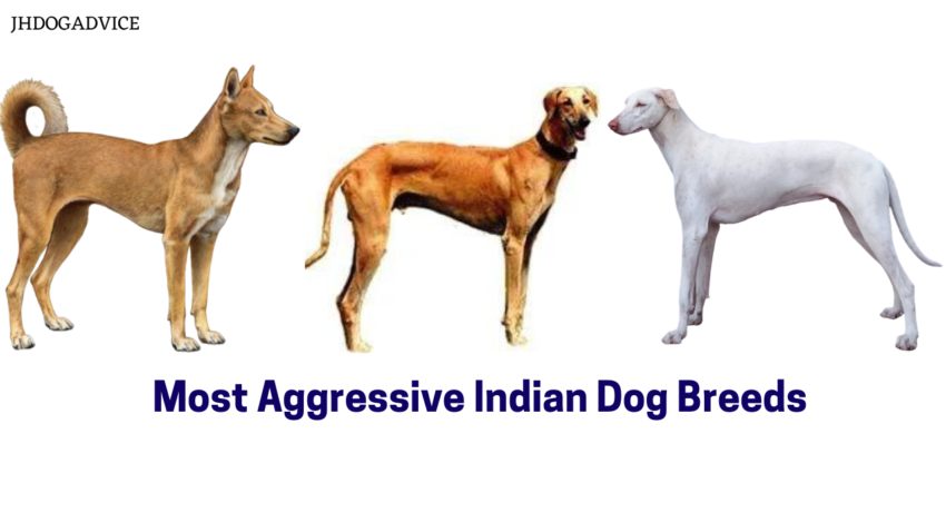 Most Aggressive Indian Dog Breeds