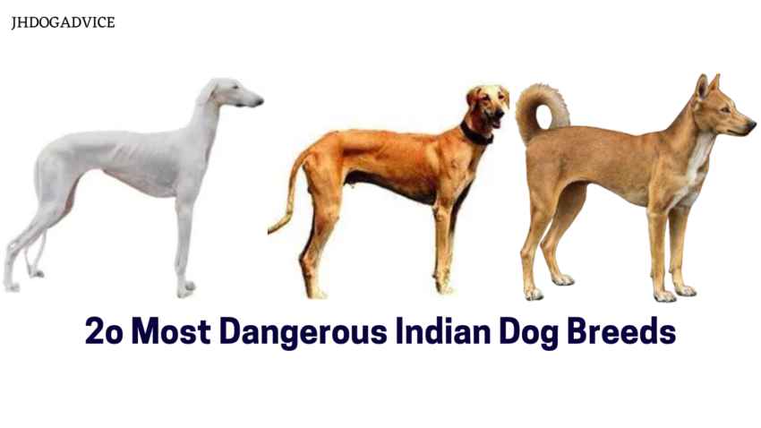 2o Most Dangerous Indian Dog Breeds