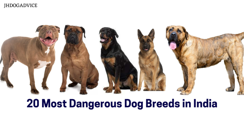 20 Most Dangerous Dog Breeds in India