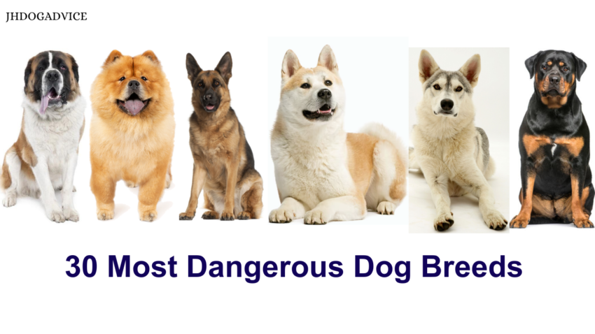 30 Most Dangerous Dog Breeds