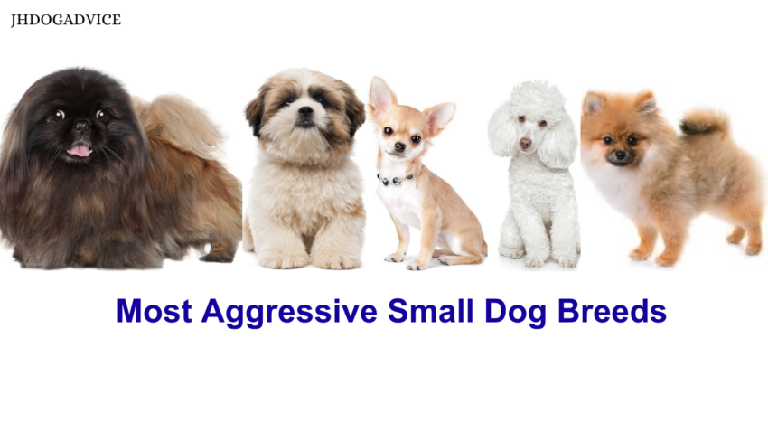 Most Aggressive Small Dog Breeds