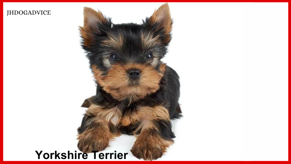 Top 10 Aggressive Small Dog Breeds