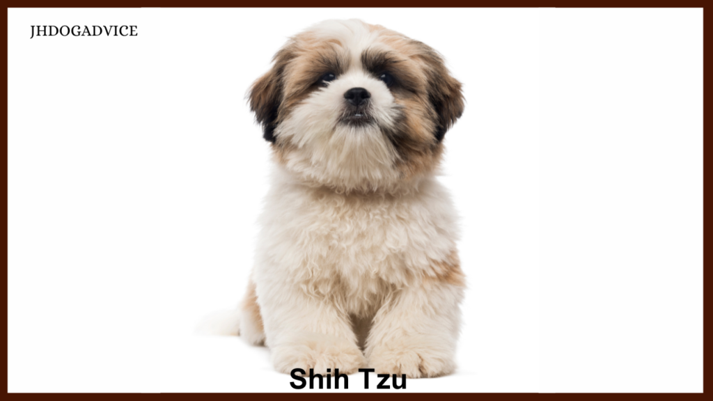 Top 10 Aggressive Small Dog Breeds