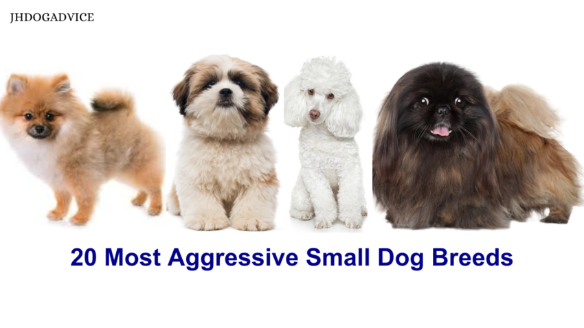 20 Most Aggressive Small Dog Breeds