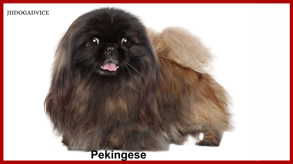 Top 10 Aggressive Small Dog Breeds
