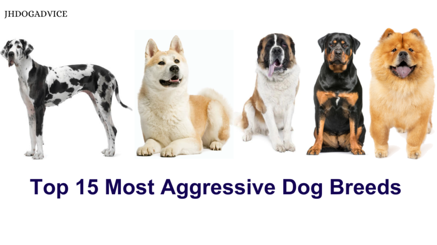 Top 15 Most Aggressive Dog Breeds