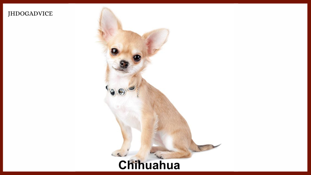 Top 10 Aggressive Small Dog Breeds