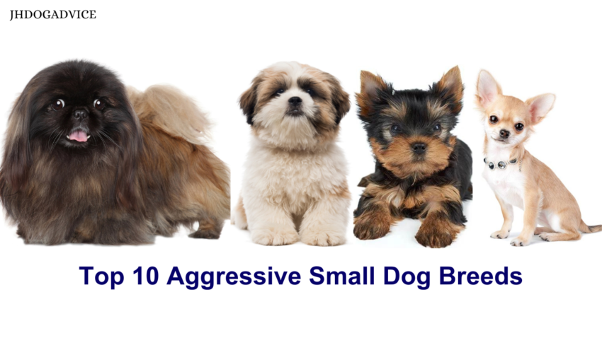 Top 10 Aggressive Small Dog Breeds