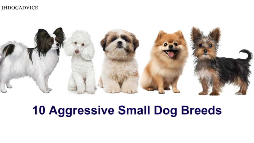 10 Aggressive Small Dog Breeds