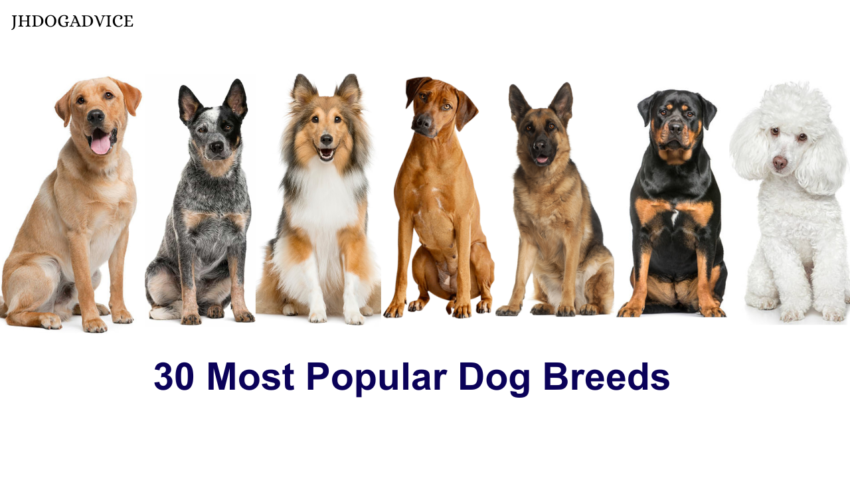 30 Most Popular Dog Breeds