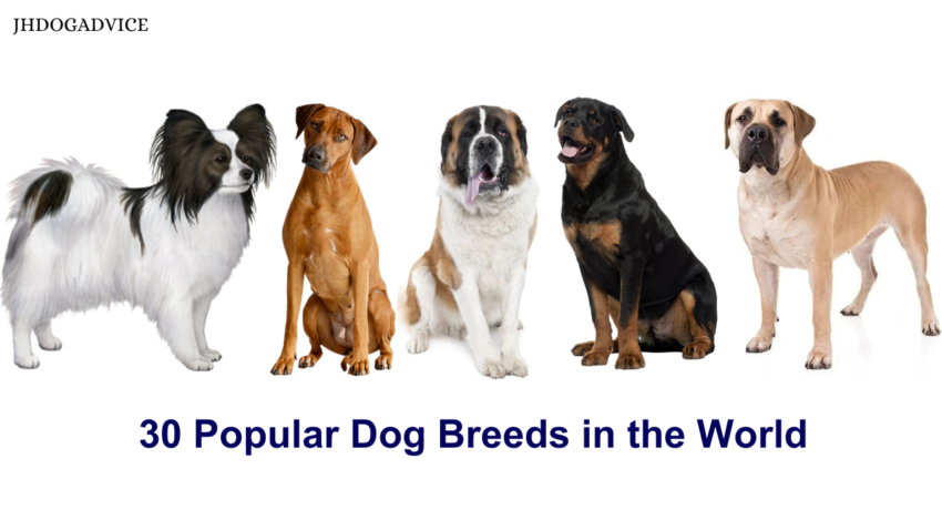 30 Popular Dog Breeds in the World