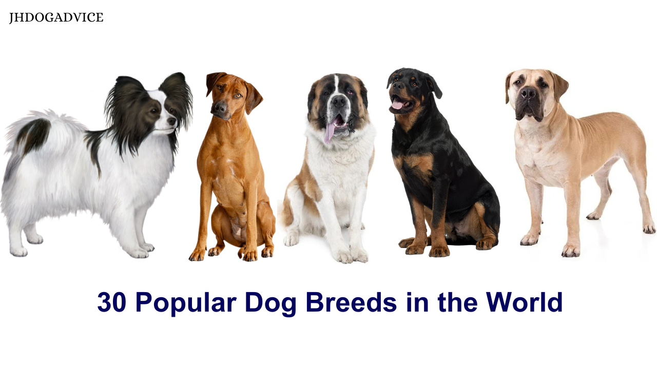 30 Popular Dog Breeds in the World - JH DOG ADVICE