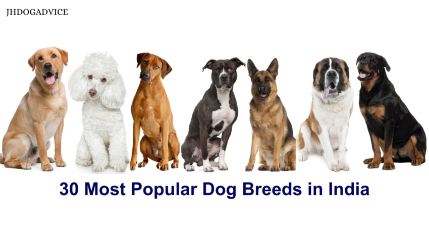 30 Most Popular Dog Breeds in India